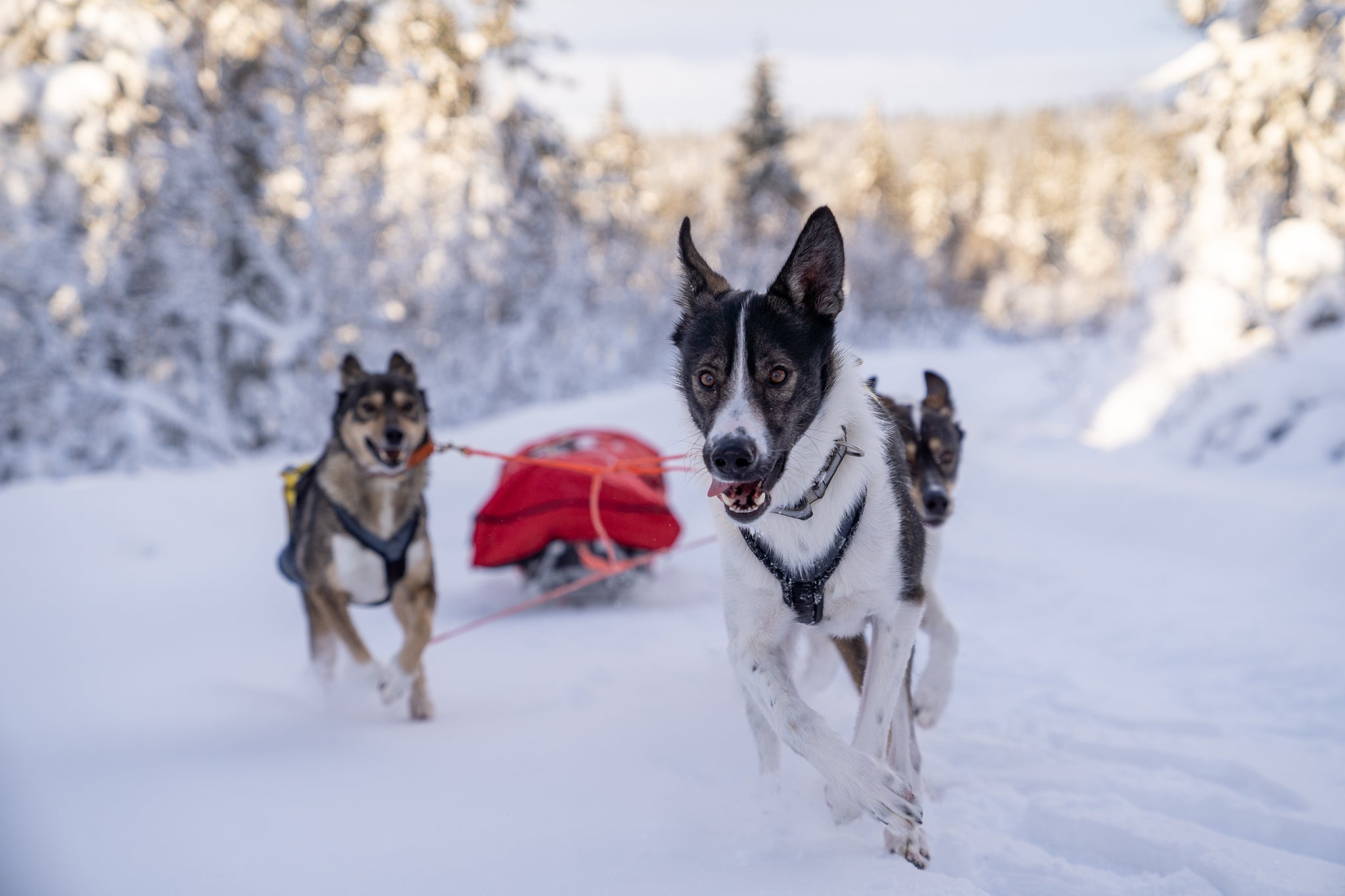 Deler til hundekjøring